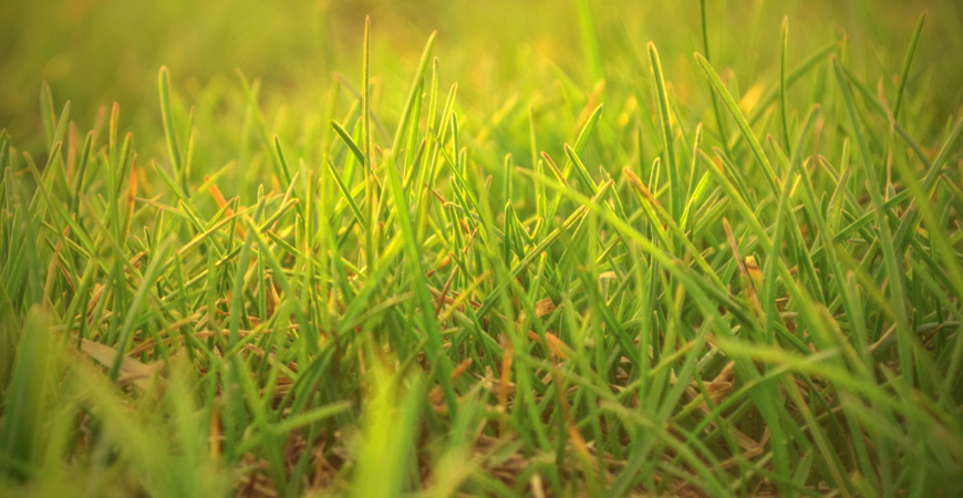 How Can We Help You – Lawn Disease